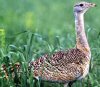 Return of the Great Bustard