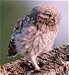 BTO Launches Owl Conservation Scheme