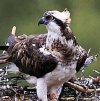 Osprey Chick Hatches