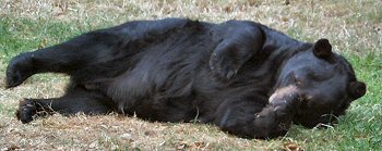Black Bear, Woburn Safari Park, photo: Dan Jackson, 2004