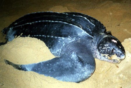 Leatherback Turtle (Dermochelys coriacea)., photo: Matthew Godfrey - seaturtle.org
