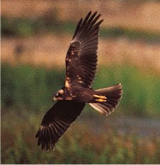 Marsh Harrier, Minsmere Nature Reserve, photo: RSPB Images www.rspb-images.com