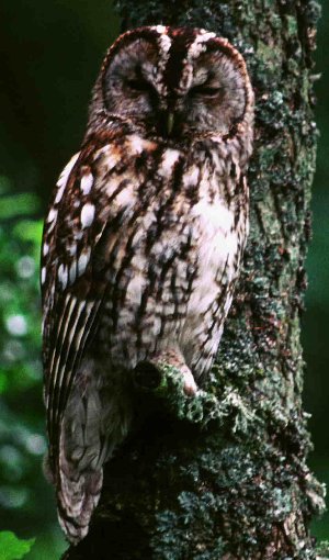 Tawny Owl, photo: Tommy Holden - BTO